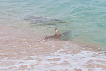 Blackfin / Blacktip reef shark (Carcharhinus melanopterus) returns to deeper water after beaching itself while hunting for Swift / Crested tern chicks (Sterna bergii) that are washed into the water by...