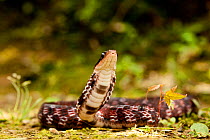 Big eyed mountain keelback / False cobra snake (Psuedoxenodon macrops) with head raised, Ziro valley, Arunachal Pradesh, India