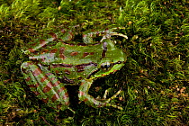 Frog (Amolops formosus) on moss, Ziro Valley, Arunachal Pradesh, India