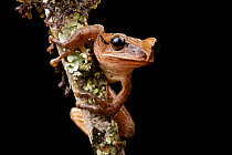 Himalayan tree frog (Polypedates himalayensis) Ziro Valley, Arunachal Pradesh, Asia