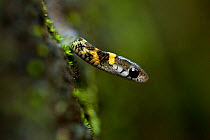 Himalayan keelback snake (Rhabdophis himalayanus) Ziro Valley, Arunachal Pradesh, India