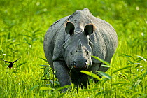 Indian / Asian one-horned rhinoceros (Rhinoceros unicornis) approaching, Kaziranga National Park, Assam, India