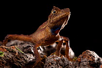A new species of Japalura forest lizard (Japalura sp) on the forest floor, Ziro Valley, Arunachal Pradesh, India