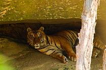 Bengal tiger (Panthera tigris tigris) resting under a granite overhang by a stream-bed in Corbett Tiger Reserve, Corbett NP, Uttarakhand, India.