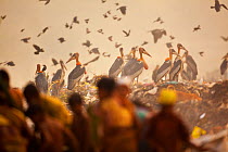 Greater adjutant storks (Leptoptilos dubius) at a landfill dite near the city of Guwahati, Assam, India, Critically Endangered