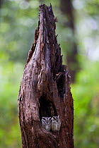 A pair of Collared scops owl (Otus lettia) at nest hole in a dead tree hollow, Kanha Tiger reserve, Madhya Pradesh, India, November