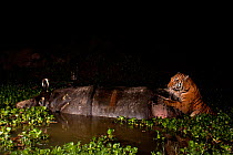 Bengal tiger (Panthera tigris tigris) feeding on an Indian Rhinoceros carcass half submerged in water, Kaziranga National Park, Assam, India, March