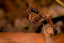 Jumping ant (Harpegnathos saltator) climbing a leaf to dislodge a member from an invading colony, India