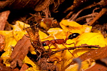 Jumping ant (Harpegnathos saltator) carrying grasshopper prey to its nest hole, walking over yellow flower petals, India