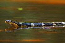 King Cobra (Ophiophagus hannah) in water, captive, Agumbe, Karnatka, India