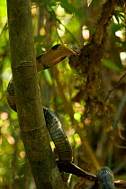 King cobra (Ophiophagus hannah) in tree, looking down for signs of movement on the forest floor, captive, Agumbe, Karnatka, India