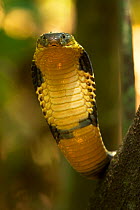 King cobra (Ophiophagus hannah) with hood raised, captive, Agumbe, Karnatka, India