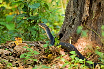 King Cobra (Ophiophagus hannah) searching for prey on forest floor, Kaziranga National Park, Assam, India