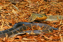 King cobra (Ophiophagus hannah) courtship, male head butting female while female goes into a submissive coil, Agumbe, Karnatka, India, captive
