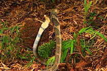 King cobra (Ophiophagus hannah) two males in aggressive display, Agumbe, Karnatka, India, captive