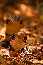 King cobra (Ophiophagus hannah) male and female courtship, Agumbe, Karnatka, India, captive