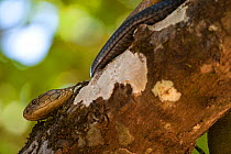 King cobra (Ophiophagus hannah) in tree, Agumbe, Karnatka, India, captive