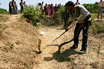 Man handling a 12-foot long King Cobra (Ophiophagus hannah) watched by villagers in the Western Ghats of southern India, March