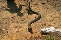 Catching a King Cobra (Ophiophagus hannah) with a pipe and bag, Western Ghats of southern India, March
