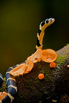 Young King cobra (Ophiophagus hannah) hatchling climbing branch with cup fungus, captive, Agumbe, Karnatka, India