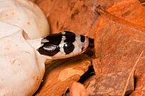 King cobra (Ophiophagus hannah) hatching from egg, captive, Agumbe, Karnatka, India