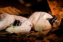 King cobras (Ophiophagus hannah) hatching from eggs, captive, Agumbe, Karnatka, India