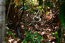 King cobra (Ophiophagus hannah) cannibalism, male swallowing female on forest floor, Agumbe, Karnatka, India