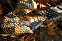 King cobra (Ophiophagus hannah) cannibalism, male swallowing female on forest floor, Agumbe, Karnatka, India