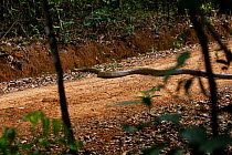 A 12-foot King Cobra (Ophiophagus hannah) crossing the road, Agumbe, Western ghats, Karnataka, India, April