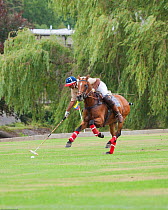Polo playing, team member competes in The Heritage Cup, Royal Military Academy Sandhurst,  Surrey, UK, August 2011