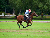 Polo playing, team member competes in The Heritage Cup, Royal Military Academy Sandhurst,  Surrey, UK, August 2011