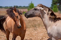 A rare Sorria mare (right) rejecting her Sorraia breeding stallion, Reserva Natural do Cavalo do Sorraia, Alpiarca, District Santarem, Alentejo, Portugal