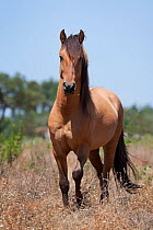A rare Sorria breeding stallion standing in tall grass, Reserva Natural do Cavalo do Sorraia, Alpiarca, District Santarem, Alentejo, Portugal