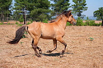 Portrait of a rare Sorria breeding stallion cantering, Reserva Natural do Cavalo do Sorraia, Alpiarca, District Santarem, Alentejo, Portugal