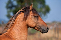Portrait of a rare Sorria breeding stallion, Reserva Natural do Cavalo do Sorraia, Alpiarca, District Santarem, Alentejo, Portugal.