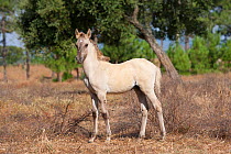 A rare Sorria colt standing in tall grass, Reserva Natural do Cavalo do Sorraia, Alpiarca, District Santarem, Alentejo, Portugal.
