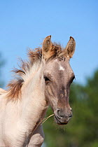 Portrait of rare Sorria colt, Reserva Natural do Cavalo do Sorraia, Alpiarca, District Santarem, Alentejo, Portugal.