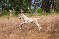 A rare Sorria newborn colt galloping in tall grass, Reserva Natural do Cavalo do Sorraia, Alpiarca, District Santarem, Alentejo, Portugal.