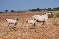 A rare Sorria mare with a Sorraia yearling colt and a Sorraia newborn colt standing in grass, Reserva Natural do Cavalo do Sorraia, Alpiarca, District Santarem, Alentejo, Portugal.