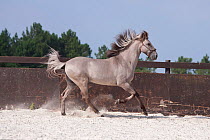 A rare Sorria stallion cantering in the arena, Reserva Natural do Cavalo do Sorraia, Alpiarca, District Santarem, Alentejo, Portugal.