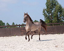 A rare Sorria stallion trotting in the arena, Reserva Natural do Cavalo do Sorraia, Alpiarca, District Santarem, Alentejo, Portugal.