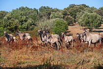 Band of rare Sorraia mares and foals running, Coudelaria Nacional (National Stud Farm), in Alter do Chao, District of Portalegre, Alentejo, Portugal.