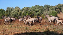 Band of rare Sorraia mares and foals running, Coudelaria Nacional (National Stud Farm), in Alter do Chao, District of Portalegre, Alentejo, Portugal.