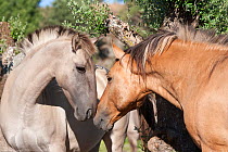 Portrait of a rare Sorraia breeding stallion (right) courting one of his Sorraia mares, Coudelaria Nacional (National Stud Farm), in Alter do Chao, District of Portalegre, Alentejo, Portugal.