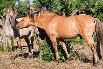 A rare Sorraia breeding stallion courting one of his Sorraia mares, Coudelaria Nacional (National Stud Farm), in Alter do Chao, District of Portalegre, Alentejo, Portugal.