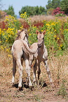 Rare Sorraia colt and filly playing together, Coudelaria Nacional (National Stud Farm), in Alter do Chao, District of Portalegre, Alentejo, Portugal.
