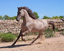 A rare Sorraia stallion cantering, Coudelaria Nacional (National Stud Farm), in Alter do Chao, District of Portalegre, Alentejo, Portugal.