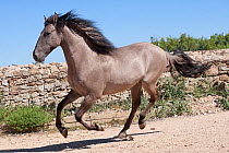 A rare Sorraia stallion cantering, Coudelaria Nacional (National Stud Farm), in Alter do Chao, District of Portalegre, Alentejo, Portugal.