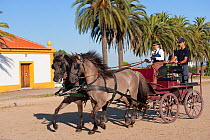 Two rare Sorraia stallions pulling a cart, at the Coudelaria Nacional (National Stud Farm), in Alter do Chao, District of Portalegre, Alentejo, Portugal.