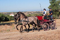 Two rare Sorraia stallions pulling a cart in front of the Coudelaria Nacional (National Stud Farm), in Alter do Chao, District of Portalegre, Alentejo, Portugal.